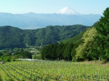 サントネージュワイン(株)