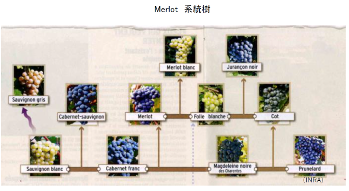 メルローワークショップ 原料ぶどう栽培についてパネルディスカッション 日本ワイナリー協会
